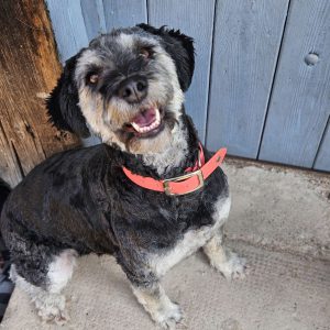 buerohund-ingenieurbuero-cortnum-schnoodle-penny